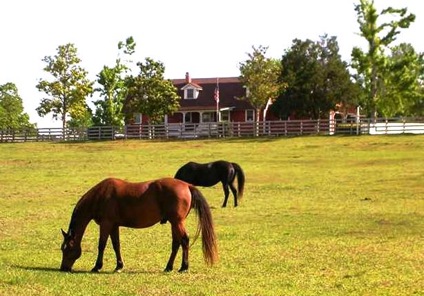 Horse Properties for Sale in Surprise, Arizona